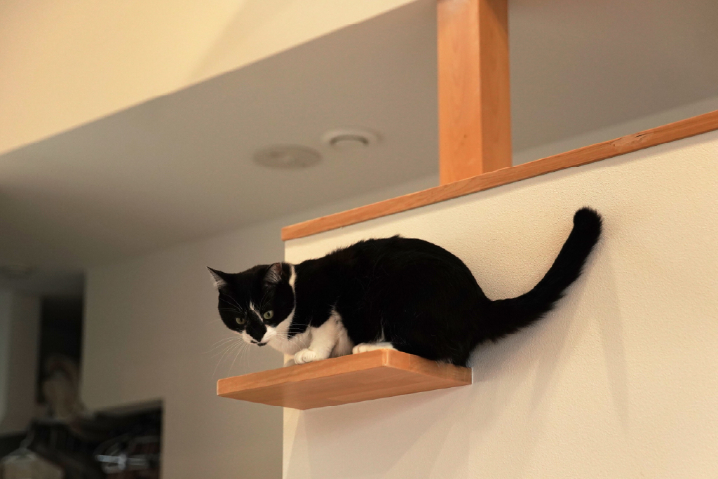 ｷｬｯﾄｽﾃｯﾌﾟに登る猫