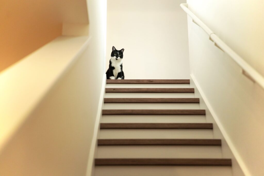 階段の上からこちらを見る猫