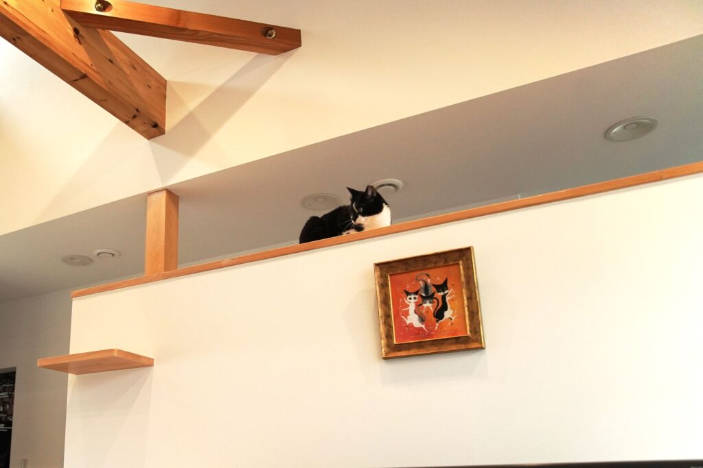 ｷｬｯﾄｳｫｰｸでくつろぐ猫